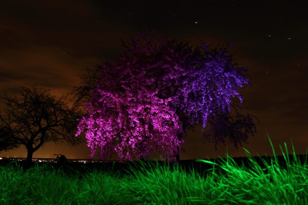 Kirschenbaum belichtet mit lila und violet, Langzeitbelichtung-IrisDraw 